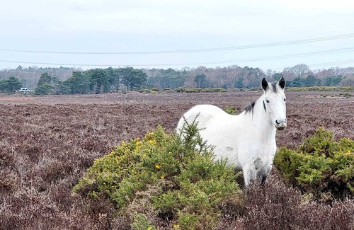 New Forest District House | In the heart of the New Forest