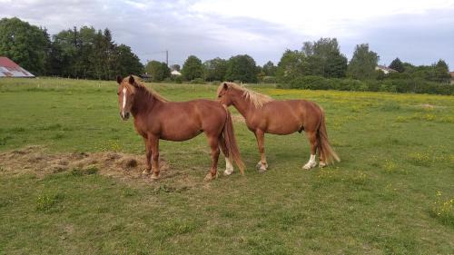 Rehaincourt Apartment | Insolite! Plusieurs Gîtes dans Ferme Equestre
