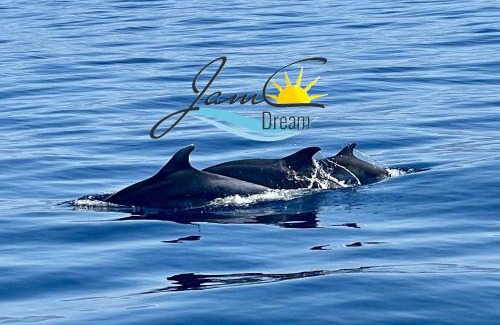 Privlaka Apartment | JamC Dream Familientraum direkt am Meer mit beheiztem Pool
