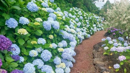 Andeok House | Jeju ChunJaNe Pension