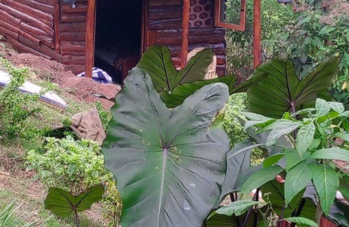Kitojo Cottage | Karangura trekkers eco camp