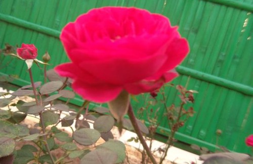 Amer Resort | Kherwadi Farm
