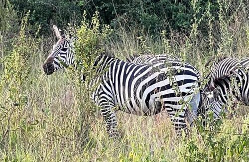 Kaabong Cabin | Kidepo Adere Lodge