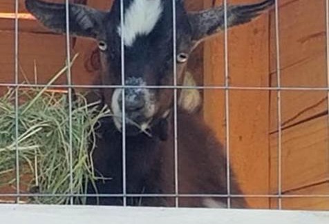Palestine Other | King Creole #3 - Glampsite at Farm and Bok Vegas Petting Zoo