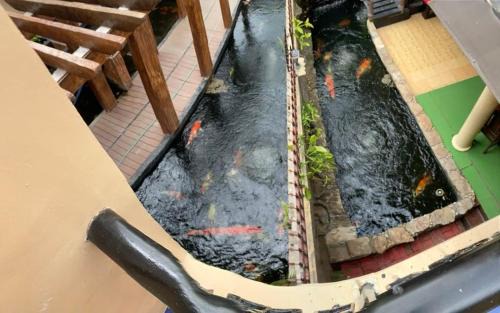 Santa Rosa House | Koi Empire Bed and Breakfast