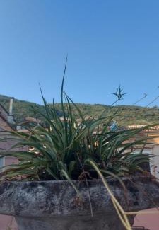 Piedimonte Matese Bed & Breakfast | L'Angolo Rosa B&B