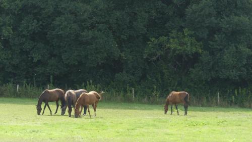 Menil Bed & Breakfast | La Petite Lande