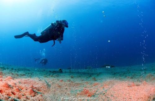 Dauin Hostel | La Tortue Diving Resort Dauin