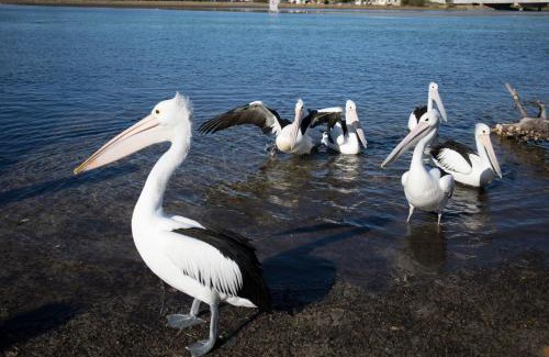 Burrill Lake Resort | Lake Edge Apartments