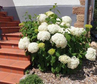 Romrod House | Landpension zur Hainbuche