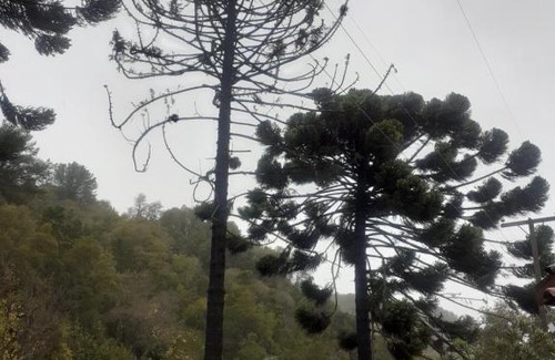 Linares House | Las araucarias