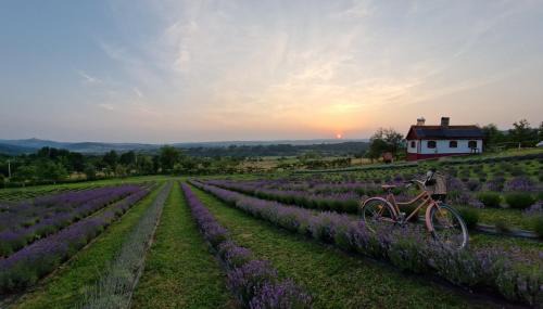 Carasova House | Lavanda Carasova