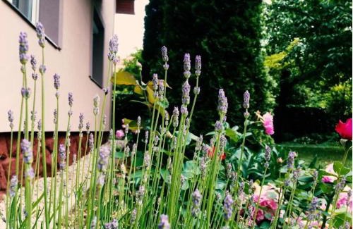 Siofok-Sosto Apartment | Lavender Apartment