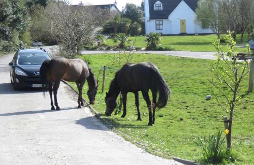 Letterfrack House | Letterfrack Farmhouse on equestrian farm in Letterfrack beside Connemara National Park