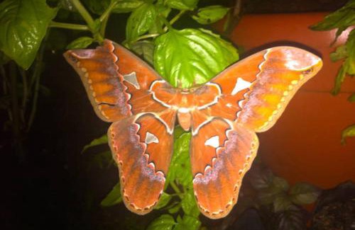 Naranjito House | Light of Dawn
