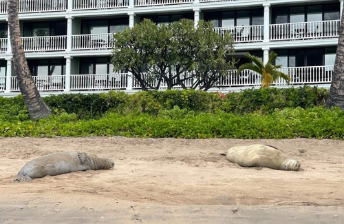 Historic Lahaina Front Street Apartment | Likely July re-opening Please Check with Host Before Booking Please read below.