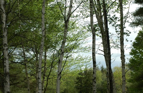 Corinth Cabin | Located On A Secluded Lake But 20 Miles From Saratoga Springs Or L