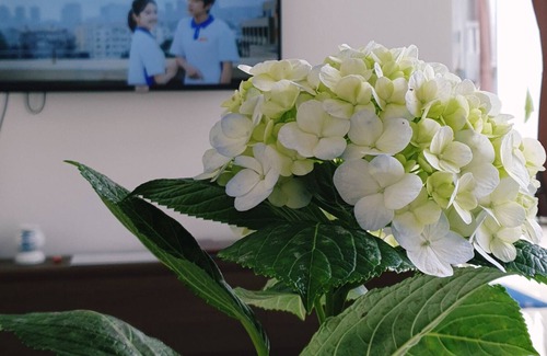 Da Lat House | Love, Cassie Homestay - Fleur de lis (Master Room)