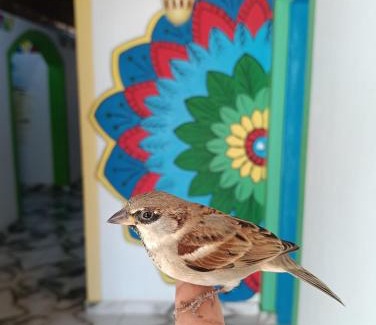 Aswan House | malindy KA ماليندى كا