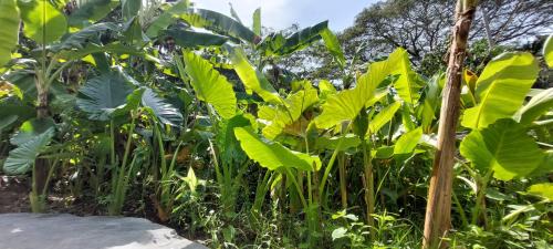 Havelock Island Hotel | Matsya