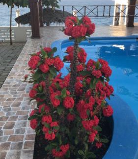 Jacmel Bed & Breakfast | Maxanika