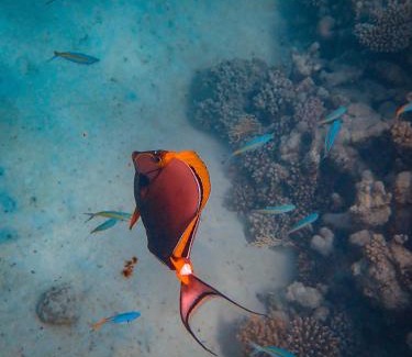 Mahibadhoo Hotel | MEHEL - Holiday Home - Mahibadhoo
