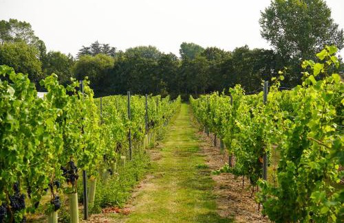 Layer Marney Resort | Mersea Island Vineyard