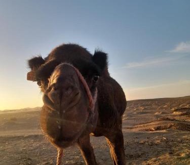 Lac Yasmins Other | Merzouga Tour Camp