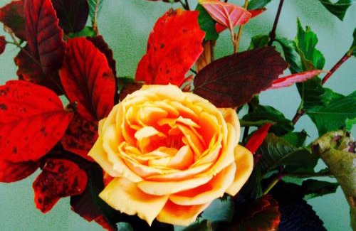 Millbrook Bed & Breakfast | Millbrook Country House