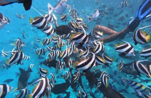 Himmafushi House | Moodhu Surf House