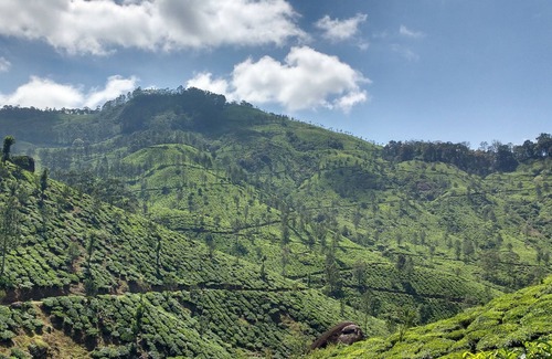 Pallivasal House | MUNNAR CARDAMOM FOREST ESTATE 3BHK ENTIRE BUNGLOW