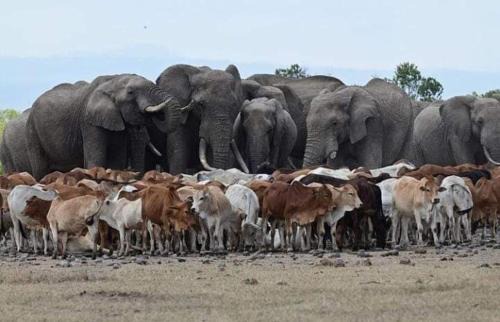 Talek House | Nashipa homestay Maasai Mara
