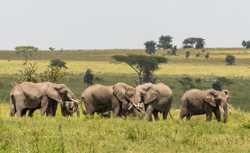 Ngorongoro Conservation Area Cabin | Ngorongoro Lodge member of Melia Collection - The Leading Hotels of the World
