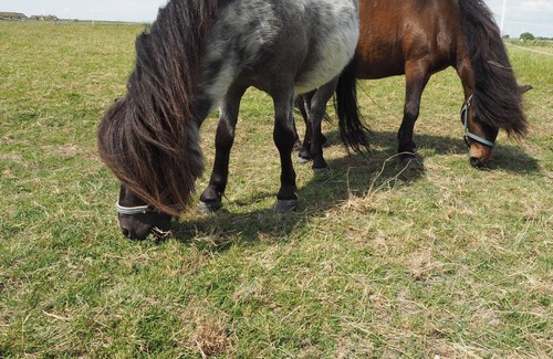 Hattstedtermarsch House | Nyehus - holiday farm and riding therapy Deichwind - North Friesland