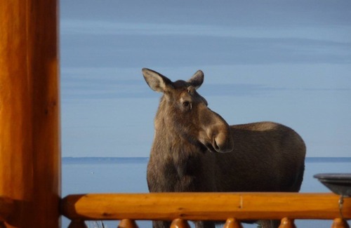 Clam Gulch Cabin | Oceanfront Vacation Cabin Rental near Ninilchik, Alaska