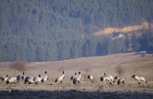 Phobjikha Valley Hotel | Odiyana Hotel
