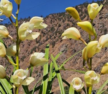 Dirang House | Orchid Valley Homestay