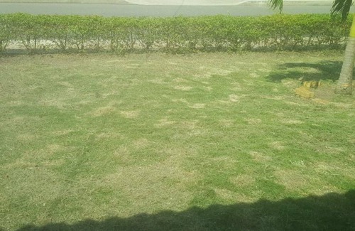 Kingston House | Outdoor swimming pool ,free WiFi and garden view .this self catered holiday