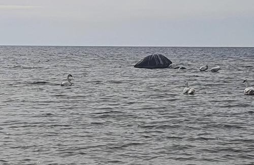 Vilusi Other | Päevatalu Camping