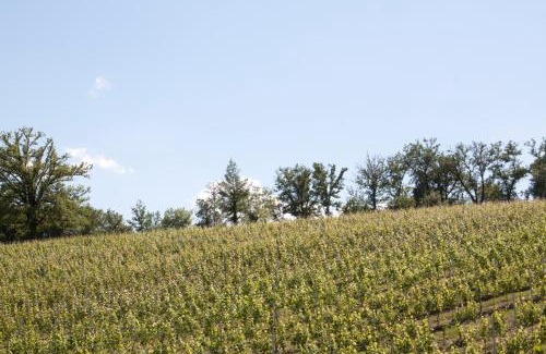 Arce House | Palazzo Tronconi Osteria&Cantina