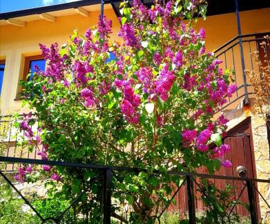 Sarajevo Villa | Paradise garden