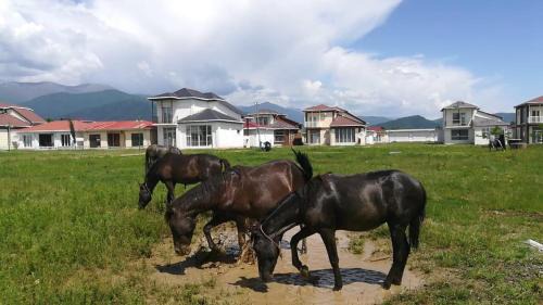 Telavi Resort | Paradise Investment Resort