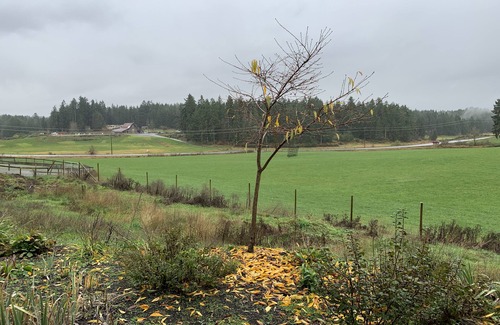 North Cowichan Apartment | Peaceful, Quiet, Quality Apartment on a recently built acreage