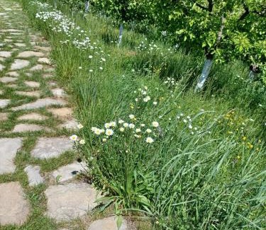 Solca House | Pensiunea Agroturistica Casa Jucan
