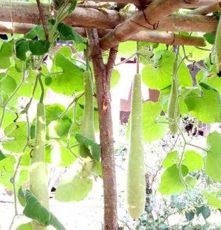 Son Trach Bed & Breakfast | Phong Nha Love Homestay