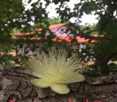 Mambai Cabin | Pousada e Chales Mambaí Inn