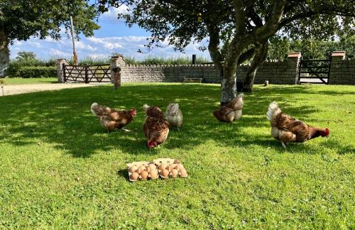 Stalbridge Bed & Breakfast | Priors Oak - A Cosy Studio with Countryside Views in Dorset