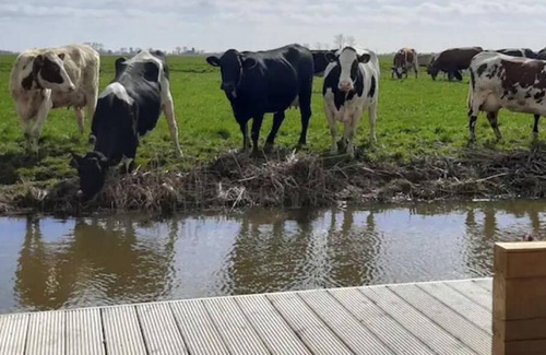 Hitzum Cottage | Prive jacuzzi, cows, dairyfarm, relaxing, sleeping