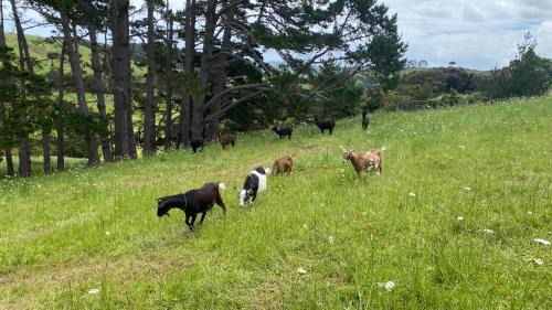 Waimauku Bed & Breakfast | Pukeatua Farmstay