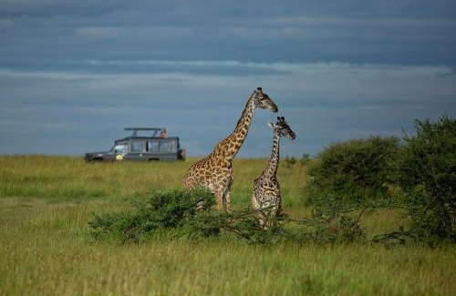 Serengeti National Park Other | Pumzika Luxury Safari Camp